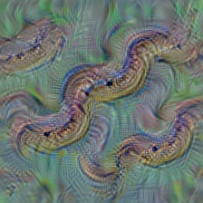 n01742172 boa constrictor, Constrictor constrictor